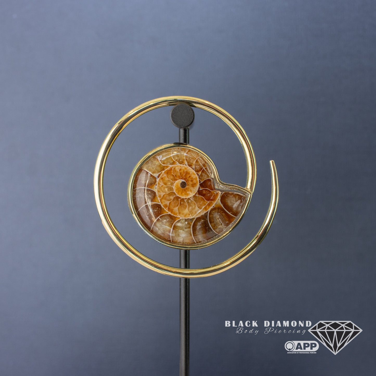 Ammonite Slice Ear Weights