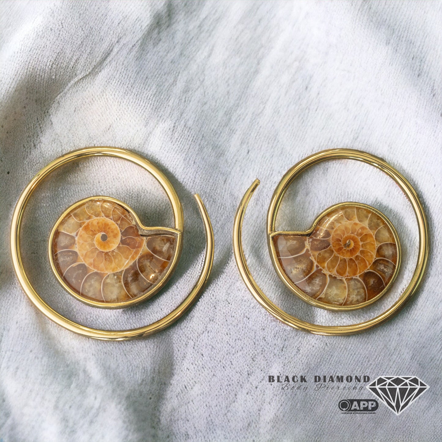 Ammonite Slice Ear Weights