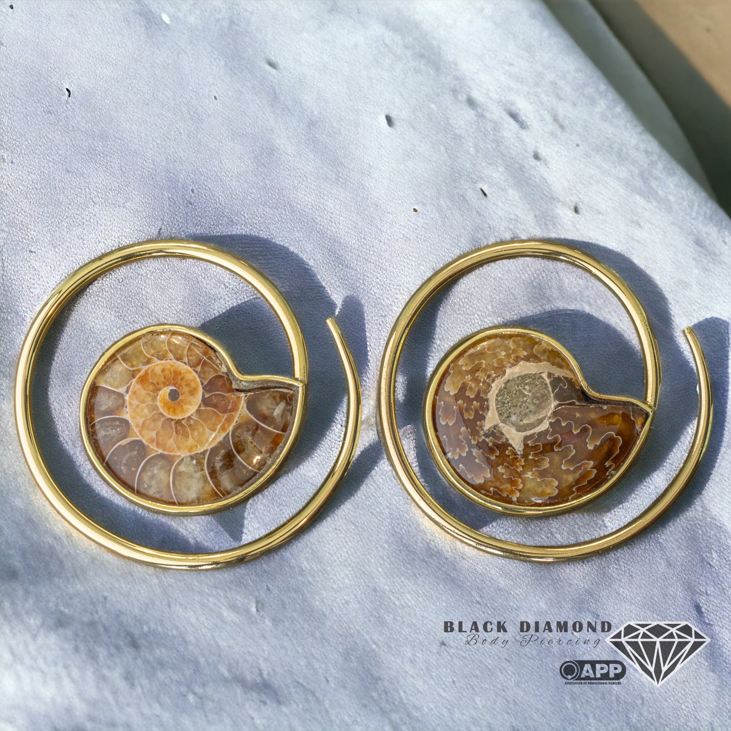 Ammonite Slice Ear Weights